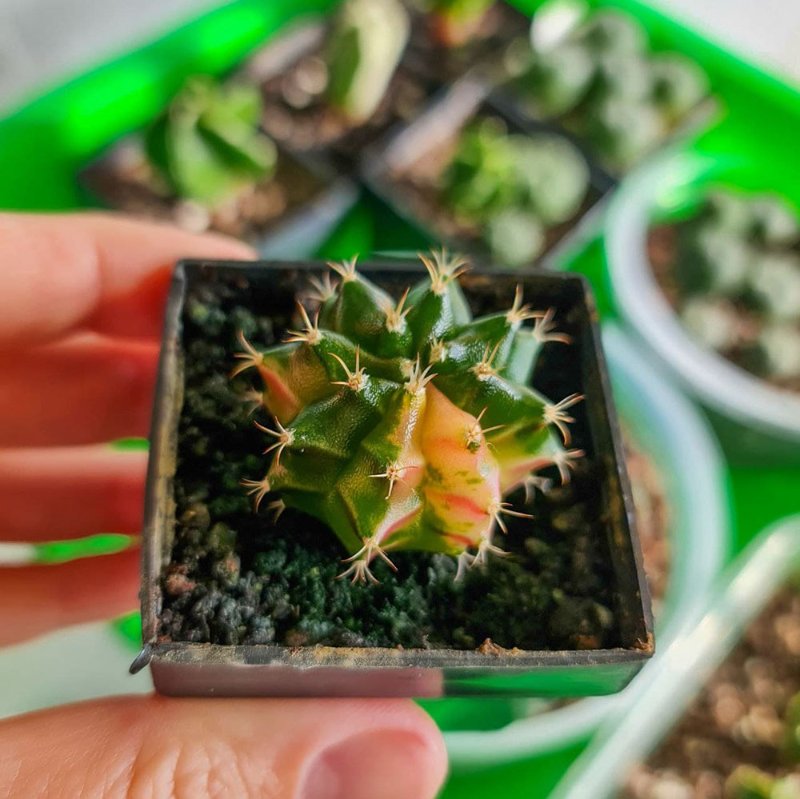 Gymnocalycium mihanovichii variegata