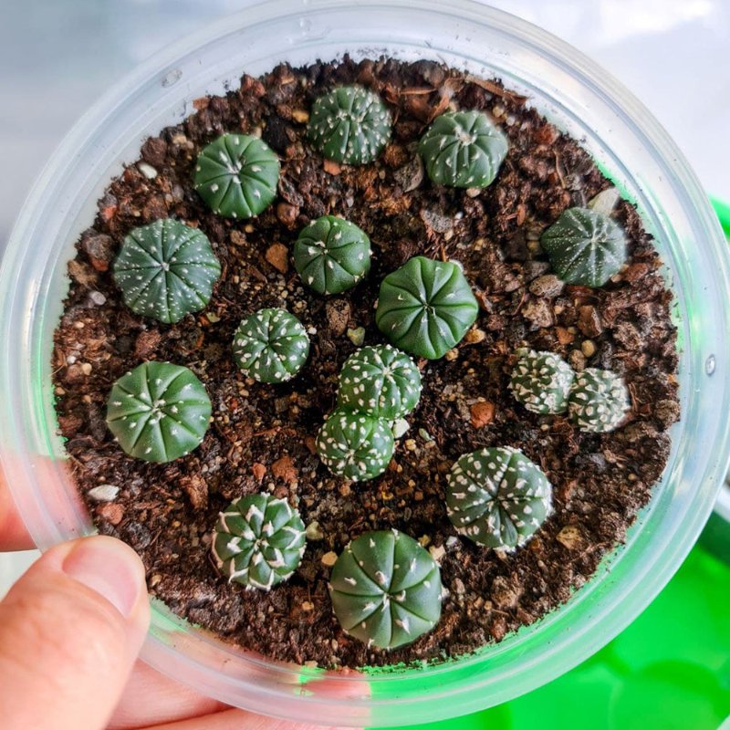 Astrophytum asterias Thai mix