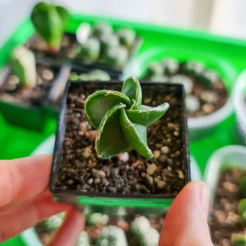 Astrophytum myriostigma ssp from Thai mix