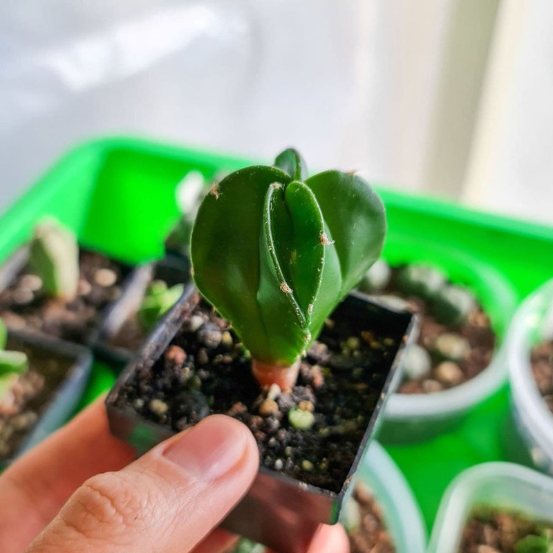 Astrophytum myriostigma ssp from Thai mix