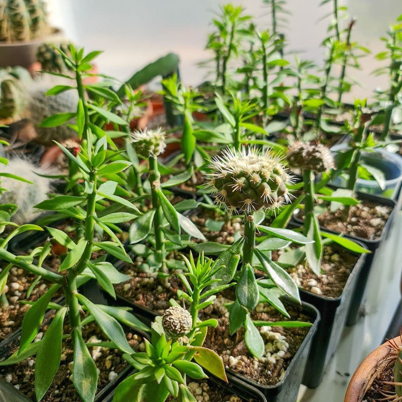 Collection of grafted seedlings