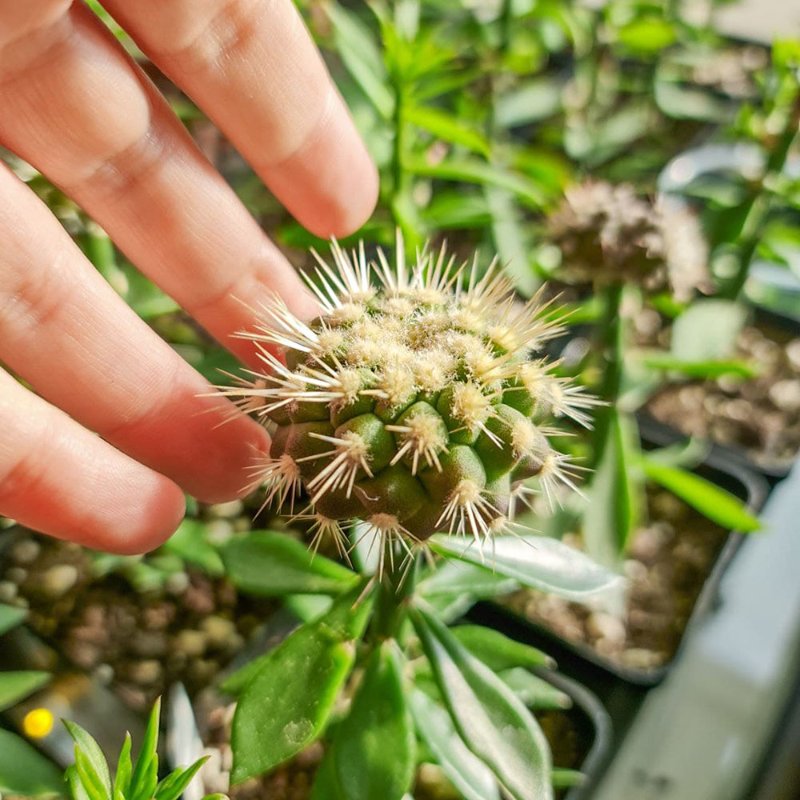 Copiapoa Haseltoniana seedling grafted on Pereskiopsis stock