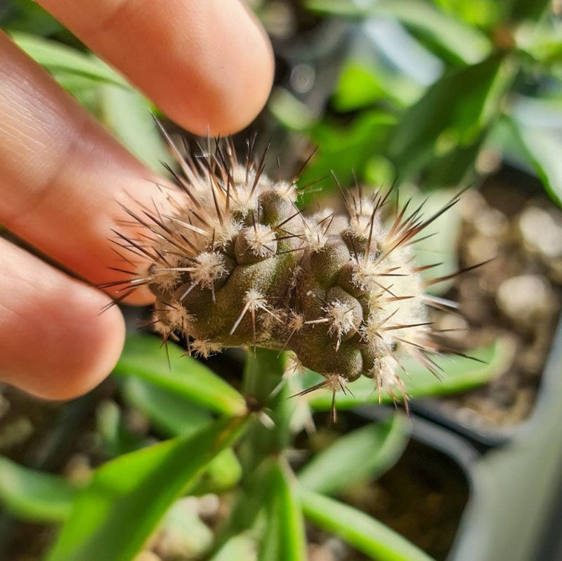 Copiapoa Cinerea v. Albispina