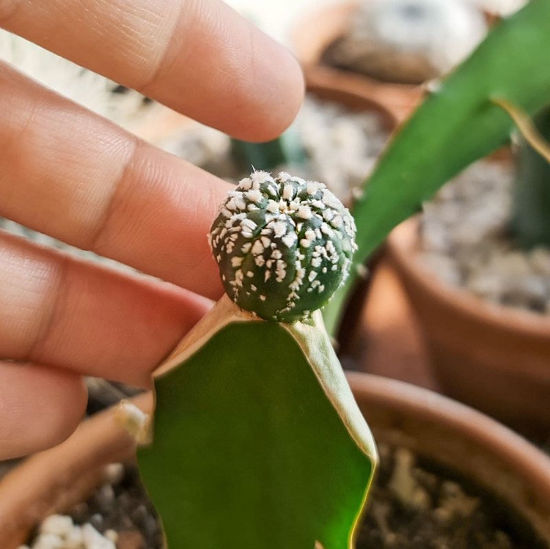 Astrophytum Asterias