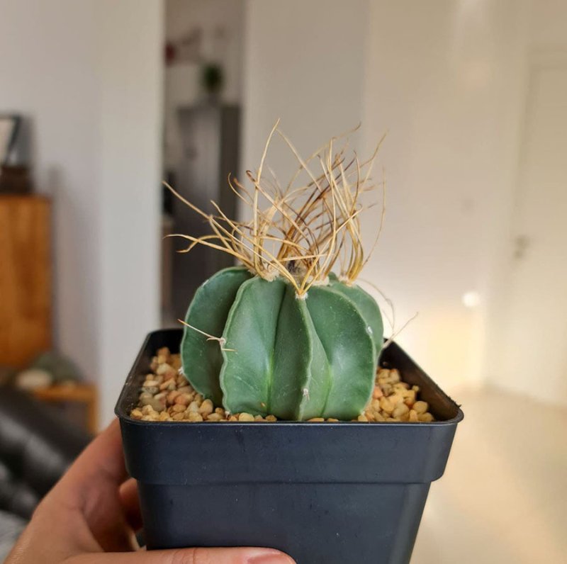 Astrophytum capricorne nudum