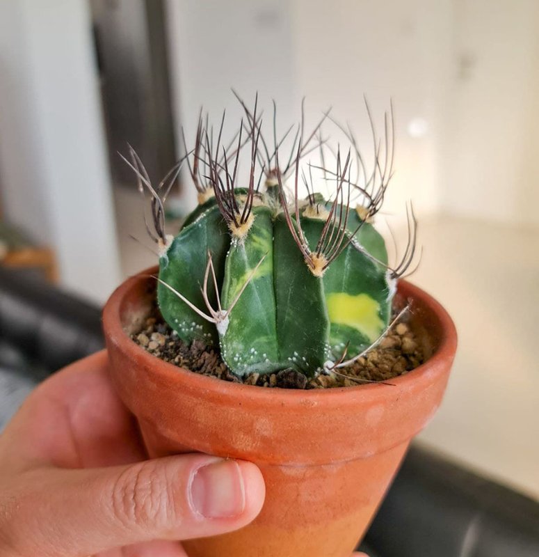 Astrophytum capricorne nudum variegated