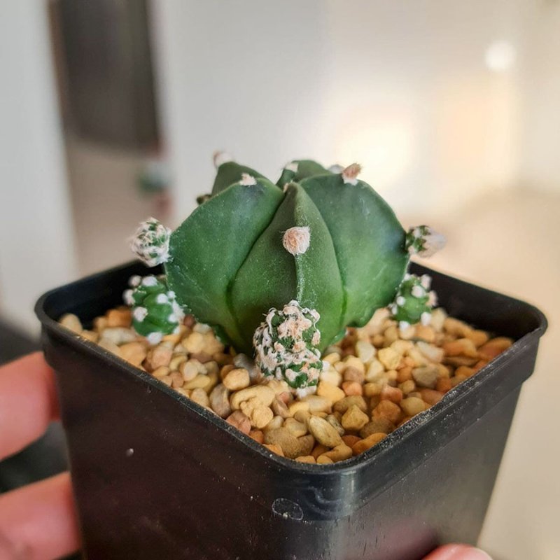 Astrophytum myriostigma ssp