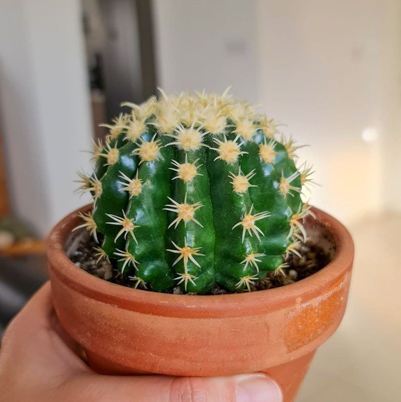 Echinocactus grusonii brevispinus