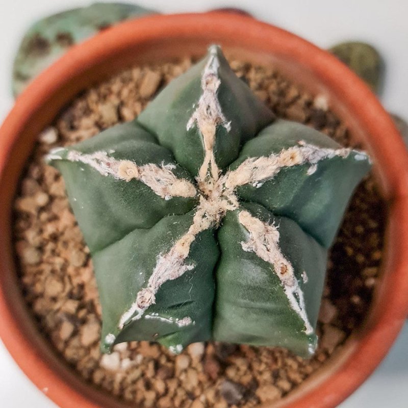 Astrophytum Myriostigma cv Hakujo Rokkotsu