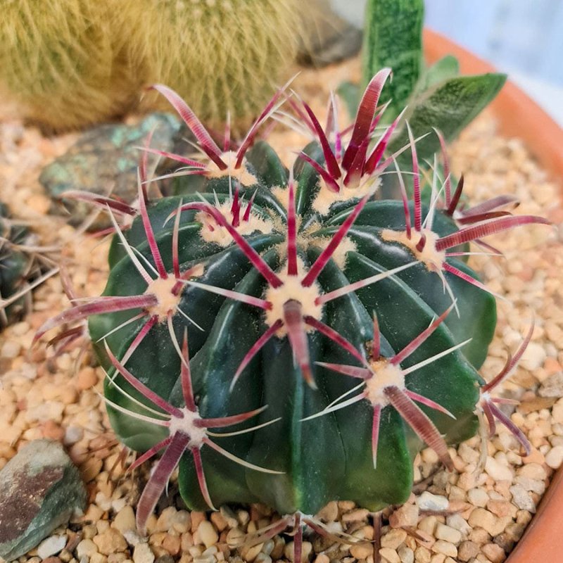 Ferocactus latispinus