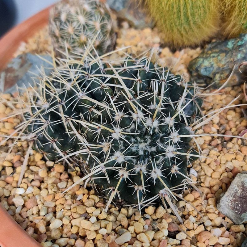 Notocactus turecekianus