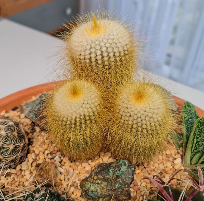 Notocactus leninghausii