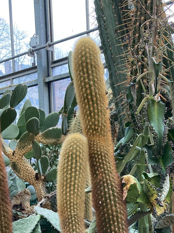 laxanthocereus kopie.JPG