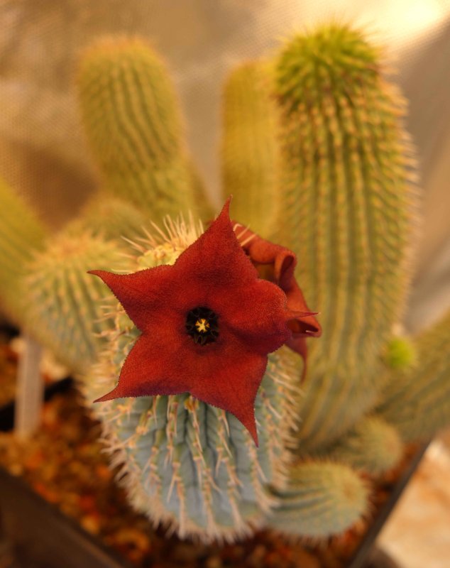 Hoodia flower.JPG