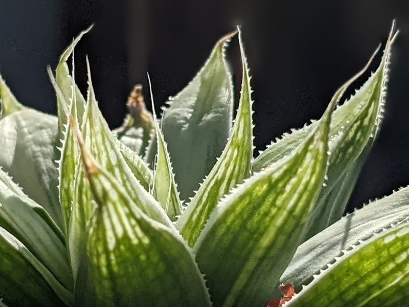 Haworthia White Ghost