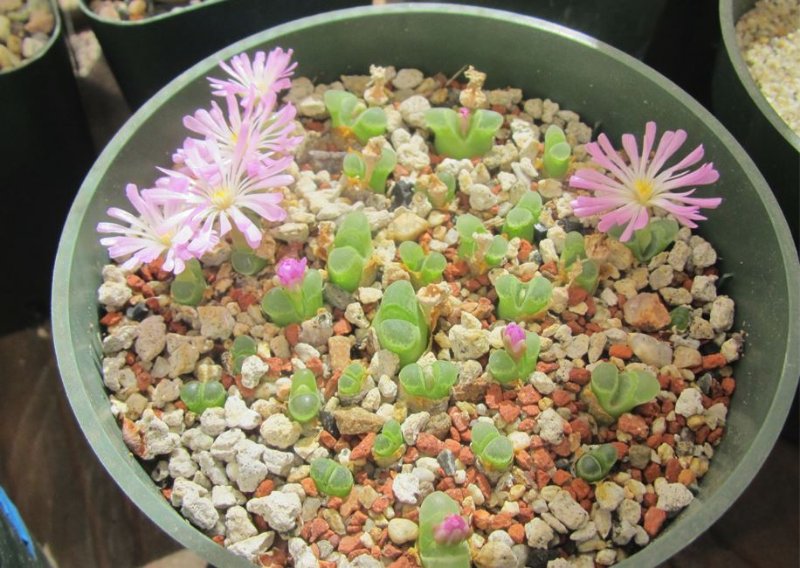 Conophytum pubescens