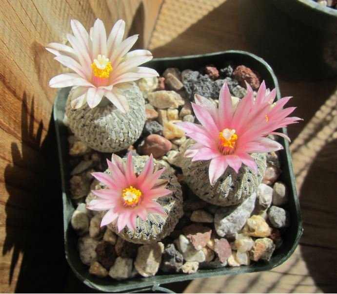 turbinicarpus pseudopectinatus