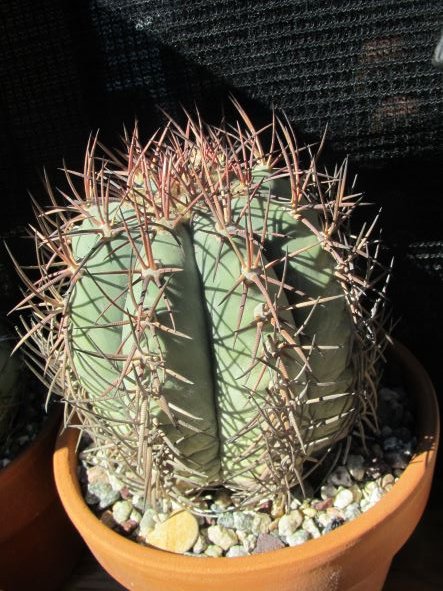 Echinocactus horizonthalonius