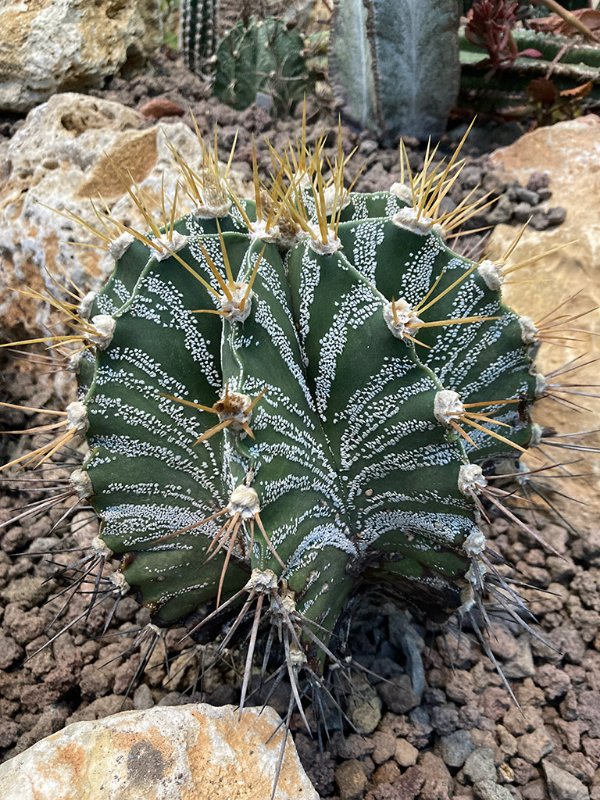 Astrophytum ornatum