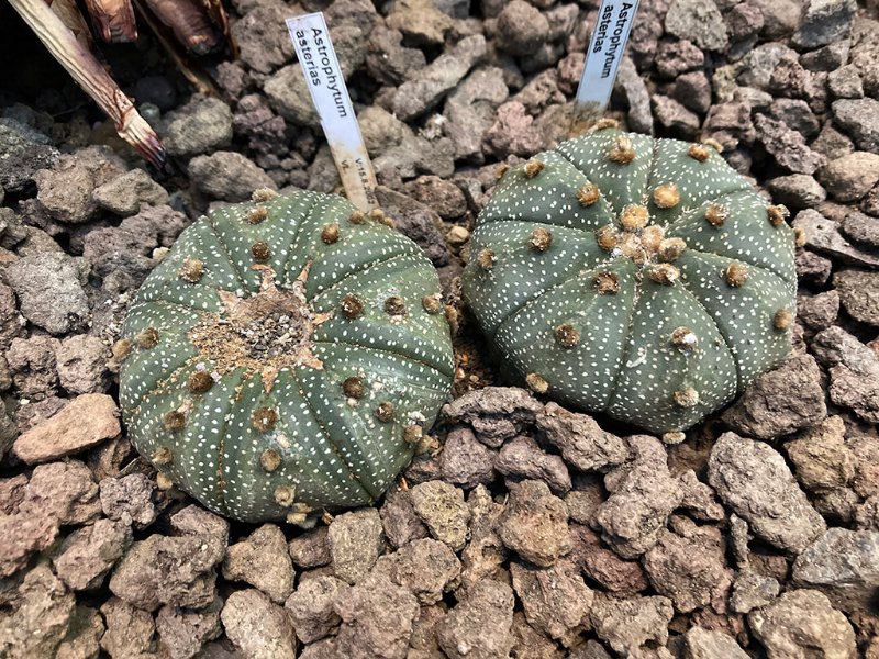 Astrophytum asterias