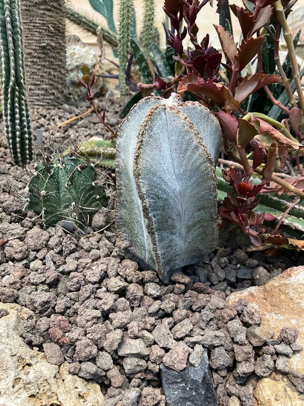 Astrophytum myriostigma var. columnare