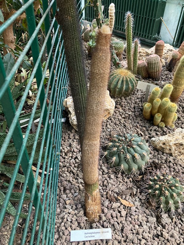 Austrocephalocereus dybowskii