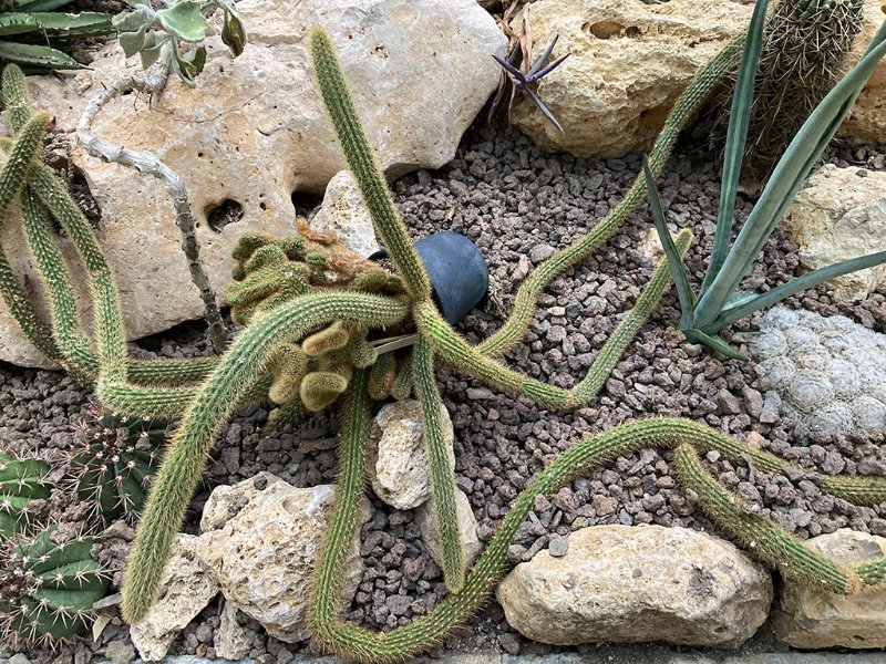 Cleistocactus winteria f. cristata