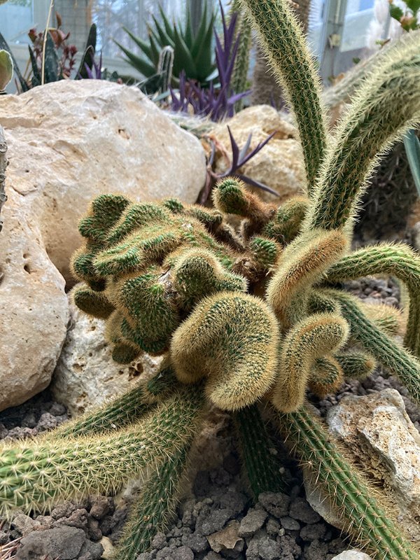 Cleistocactus winteria f. cristata