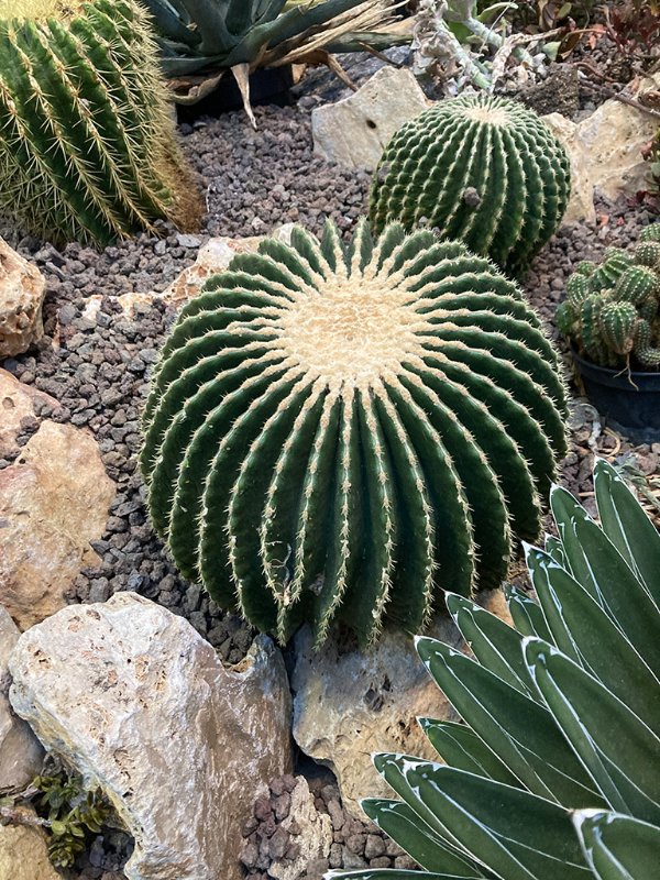 Echinocactus grusonii