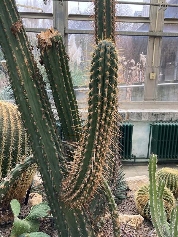 Echinopsis chiloensis