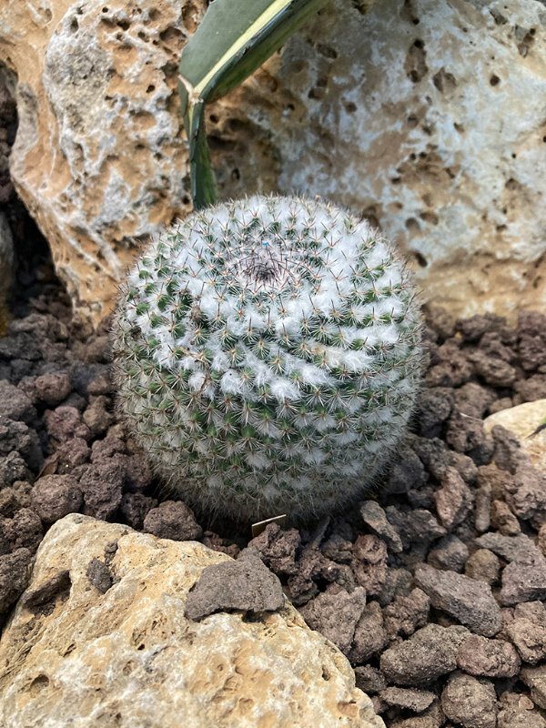 Mammillaria brauneana