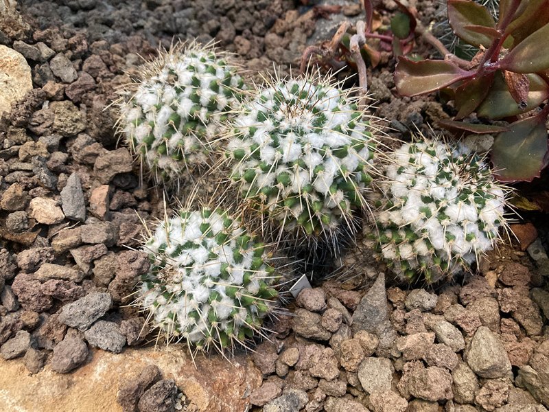 Mammillaria karwinskiana