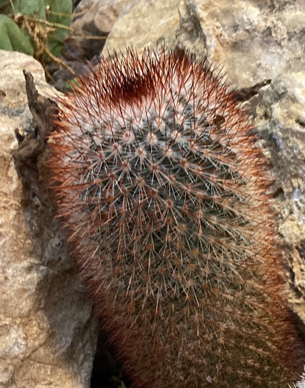 Mammillaria spinosissima f. rubrispina