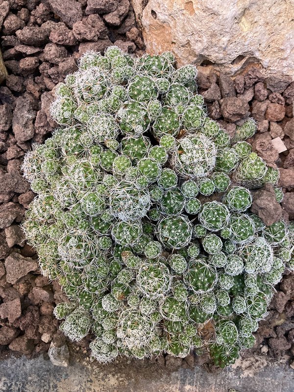 Mammillaria vetula subs. gracilis