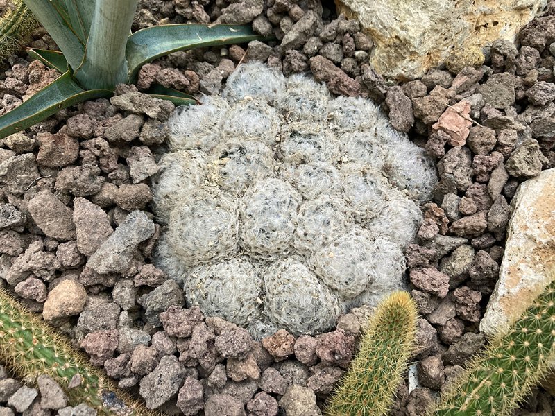 Mammilaria plumosa