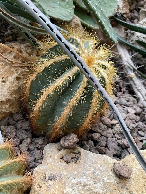 Parodia magnifica