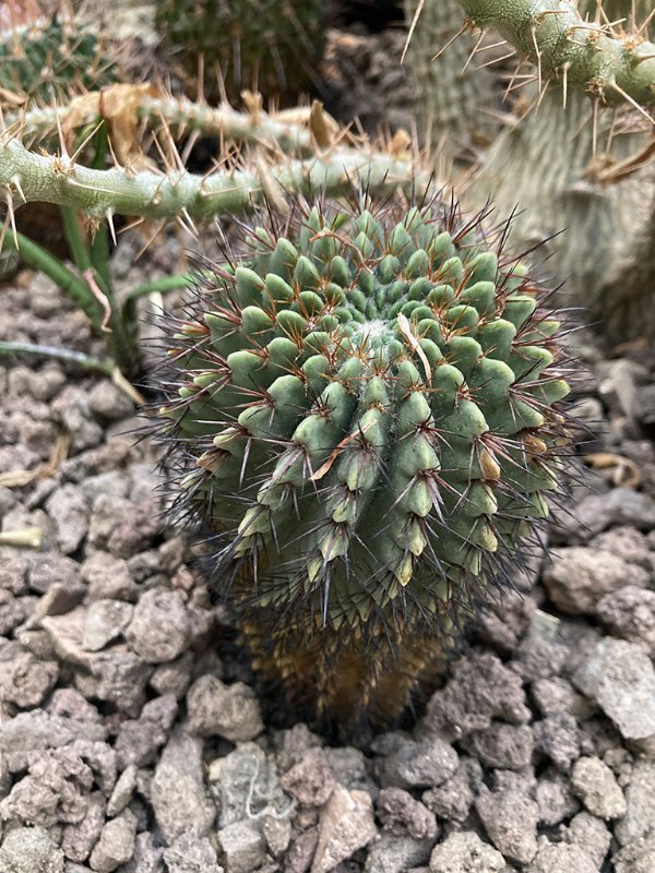 Parodia mammullosa