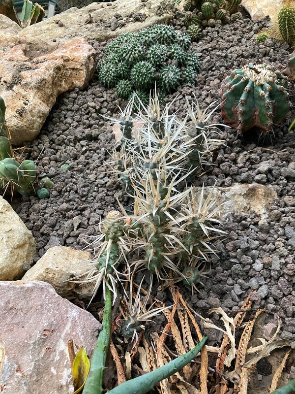 Tephrocactus articulatus