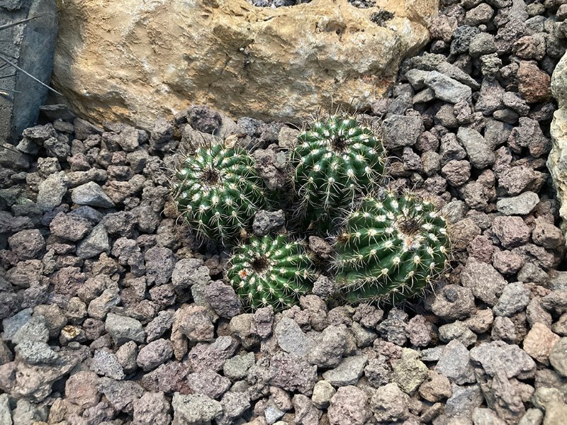 Parodia mairanana