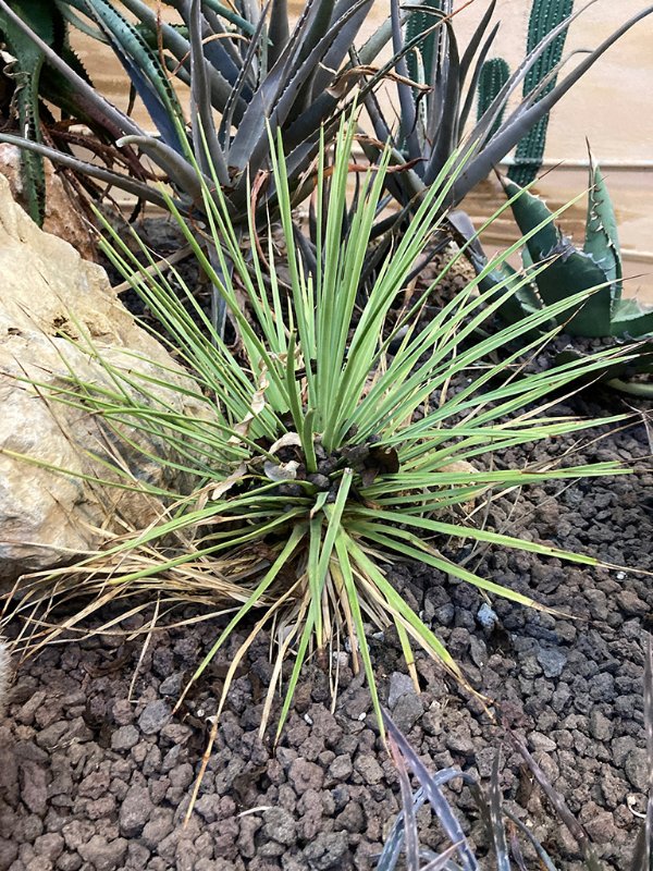 Agave striata