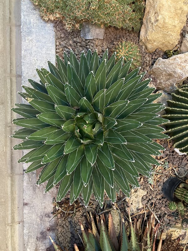 Agave victoriae-reginae