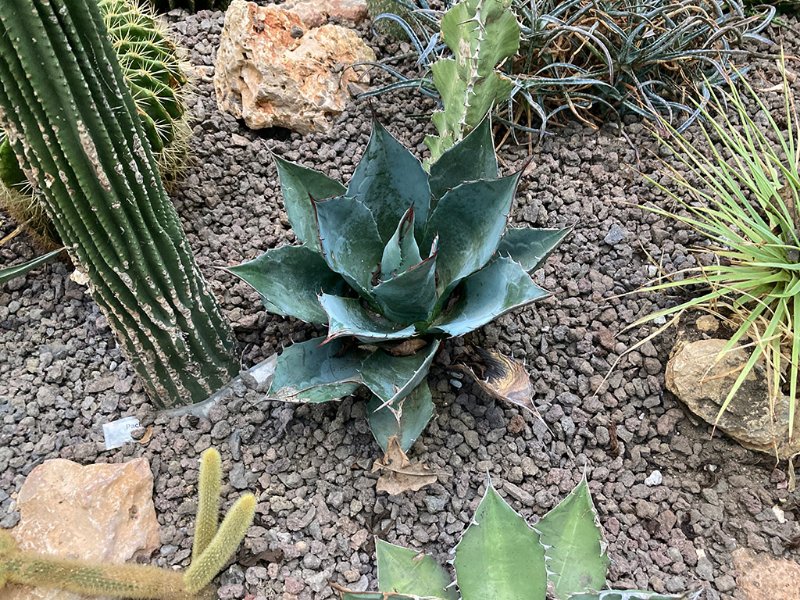 Agave parrasana