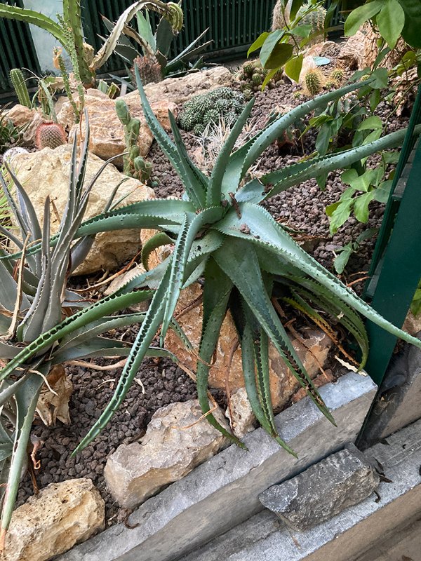 Aloe arborescens