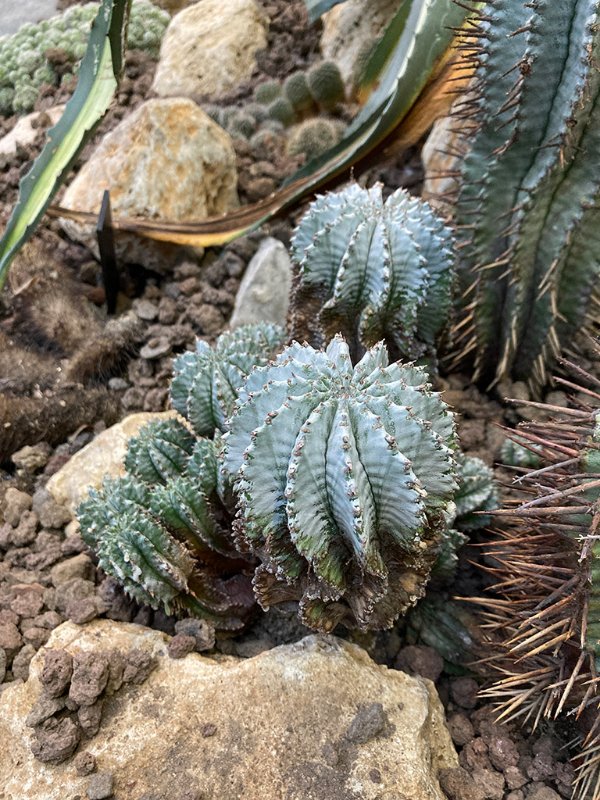 Euphorbia polygona