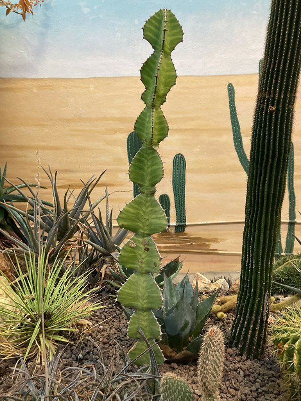 Euphorbia cooperi