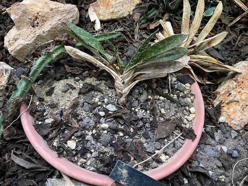 Gasteria marmorata