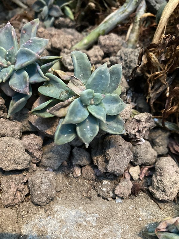 Graptopetalum paraguayense