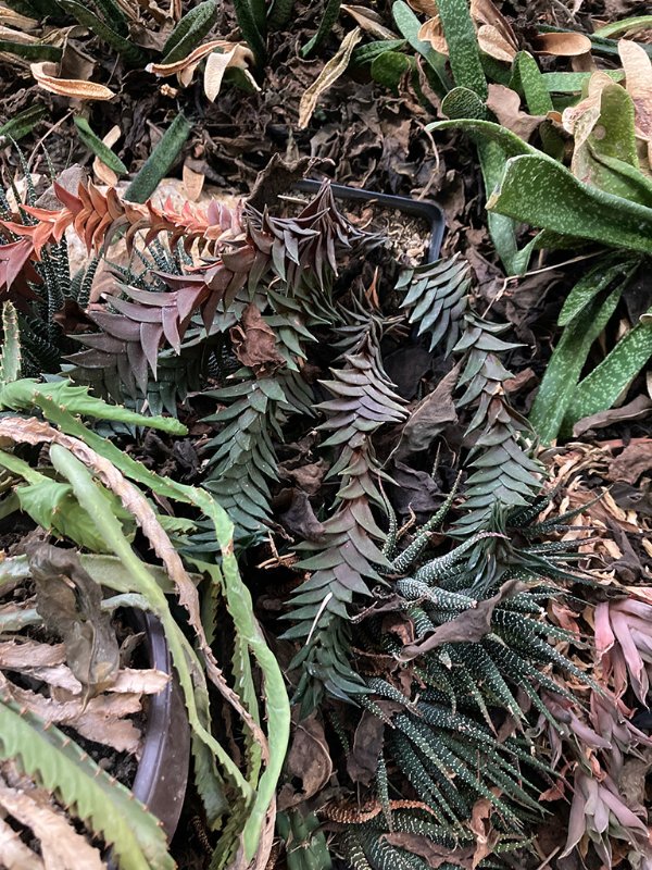 Haworthia visacosa