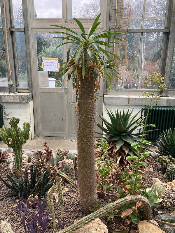 Pachypodium lamerei