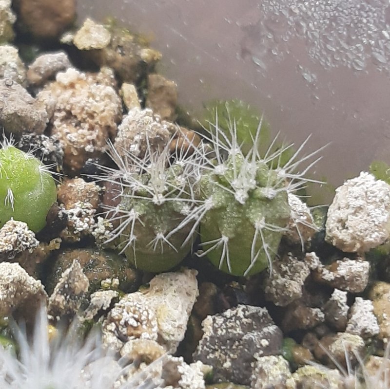 Trichocereus pachanoi, 2 months old